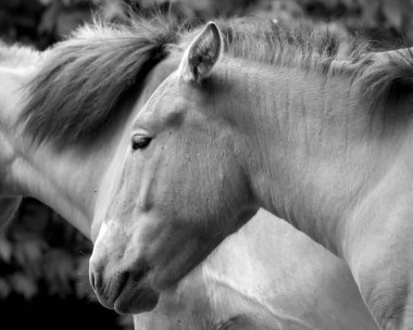 Çiftlikteki siyah beyaz at