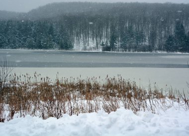 Snowy Norveç kış günü bir güzel orman manzara