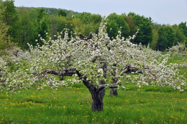 Bahar parkında çiçek ağaçları