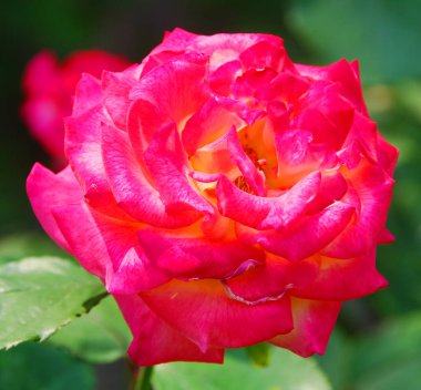 Güzellik çiçeğinin üzerine yağmur damlaları