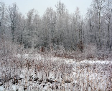 Sabah ormanında güzel kar