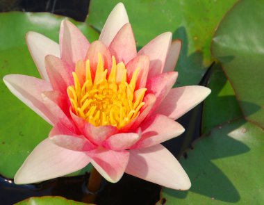 Bahçedeki pembe nilüfer çiçeği