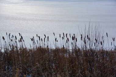 Uzun çekirge nehir kıyısı