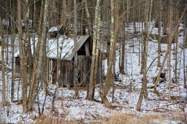 Ormandaki eski ahşap ev