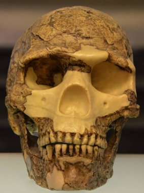 TBILISI GEORGIA 09 08: 19: Homo heidelbergensis, Orta Pleistosen 'de yaklaşık 700.000 ila 300.000 yıl önce yayılan ve Homo cinsinde yaşayan soyu tükenmiş bir tür.