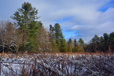 Wulan Butong, Moğolistan, Çin 'de kış huş ağacı ormanı.