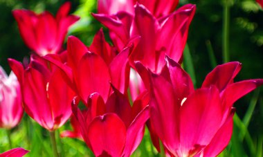 Bahçe ve blirred arka planda pembe Lilly