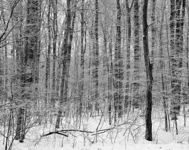 Güzel beyaz şehir parkı, güzel kaldırım kaldırımlarıyla güneşli bir günde.
