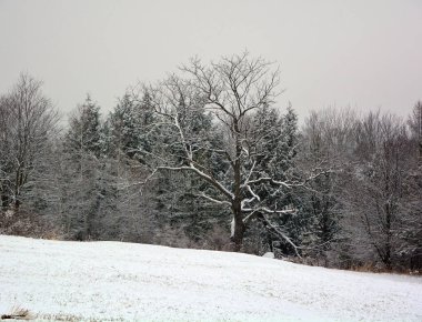 İlkbaharın başlarında Birch Grove 'da son kar yağarken. Pruzhany civarındaki Doğa, Brest bölgesi, Belarus.