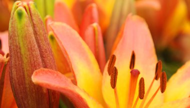 Renkli Lale Çiçek bahçesinde