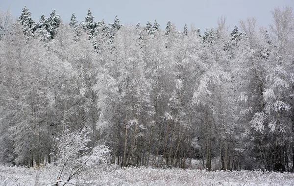 Inverno Fundo Brilhante Paisagem Natal Com Snowdrifts Pinho — Fotografia de Stock