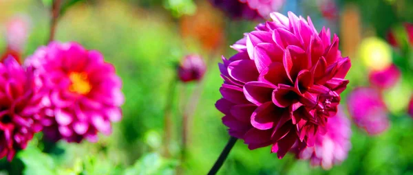 Dahlia Género Plantas Fanerógamas Tuberosas Perennes Nativas México Centroamérica Colombia — Foto de Stock