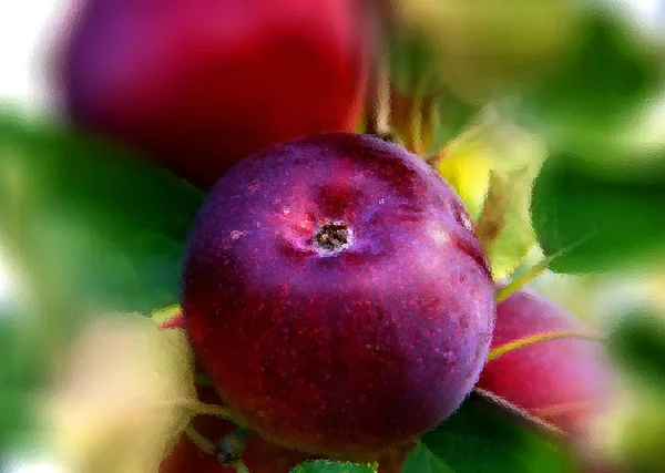 枝に赤いリンゴを熟すと — ストック写真