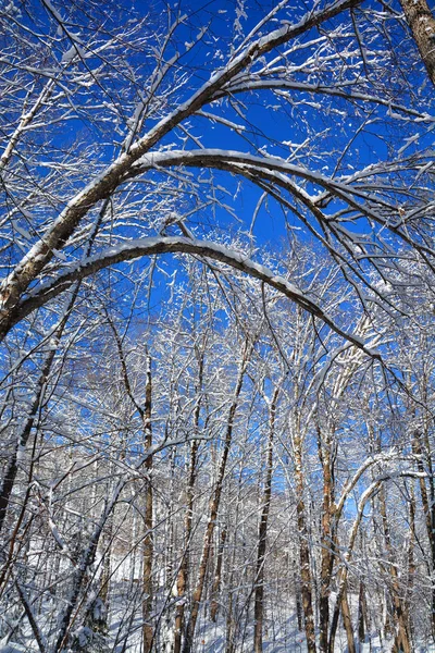 Buongiorno Nel Bosco Raggi Sole Che Attraversano Rami — Foto Stock