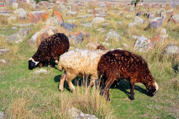 Piccolo Gregge Pecore Pascolano Tra Khachkar Medievali Del Cimitero Noratus — Foto Stock