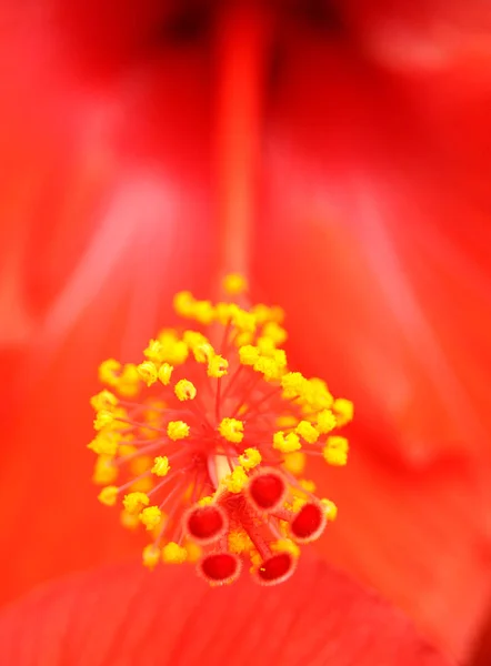 Nahaufnahme Der Schönen Roten Blume — Stockfoto