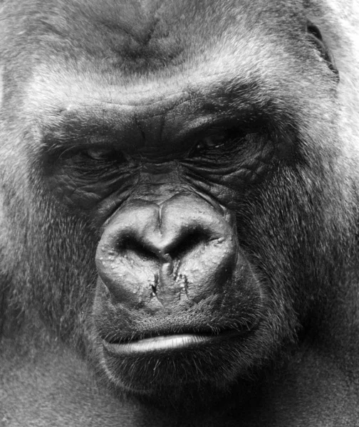 大猩猩是现存最大的灵长类物种 它们是栖息在中部非洲森林中的陆居类人猿 主要是食草动物 大猩猩分为两种 — 图库照片