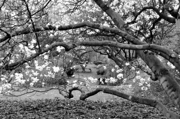 Árvore Velha Parque — Fotografia de Stock