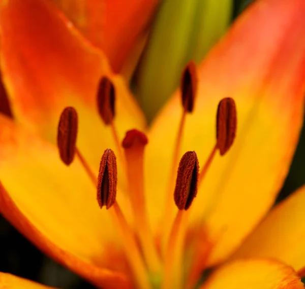 オレンジの花のマクロショット — ストック写真