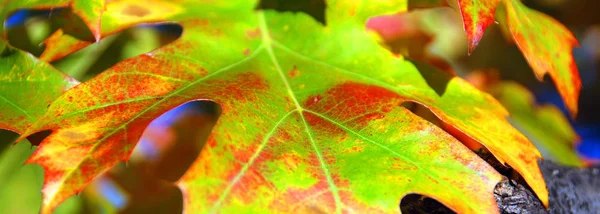 Nahaufnahme Von Herbstblättern — Stockfoto