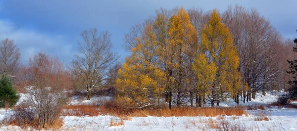 Paysage Hivernal Avec Bouleau Nature Dans Les Environs Pruzhany Brest — Photo