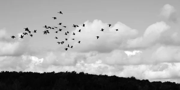 Rebanho Voando Céu — Fotografia de Stock