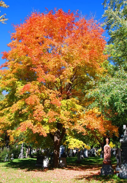 Прекрасний Осінній Парк Різнокольоровими Деревами — стокове фото