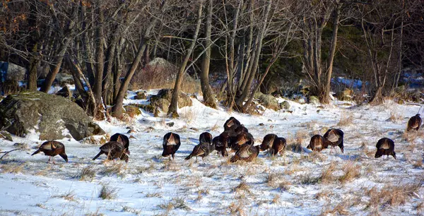 Wild Birds Snowy Winter Forest — Stock Photo, Image
