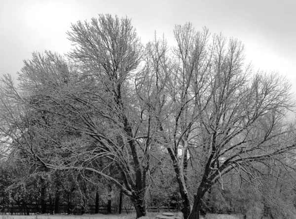 Árbol Invierno Imagen Conceptual Foto Blanco Negro Del Árbol Invierno —  Fotos de Stock