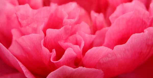 Розовые Лепестки Пиона Макрофон — стоковое фото
