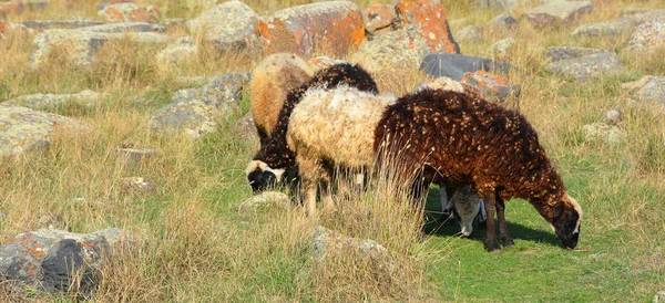 Small Herd Sheep Graze Medieval Khachkars Noratus Cemetery Gegharkunik Province — Stock Photo, Image