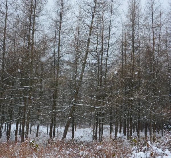 Las Śniegu Zima Górach Dom Drewna Lesie — Zdjęcie stockowe