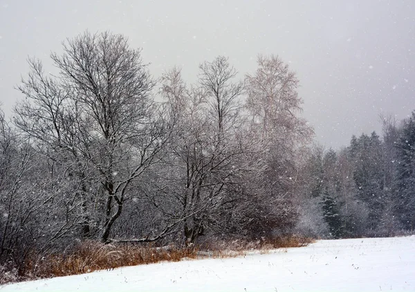 Kış Arka Plan Ağaçlar Beyaz Kabarık Kar Ile Kaplı — Stok fotoğraf