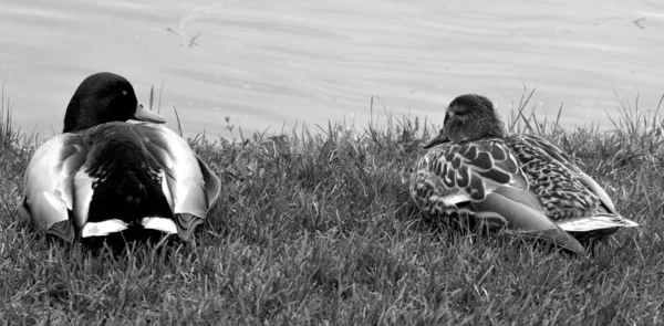Schwarze Und Weiße Enten Der Flussküste — Stockfoto