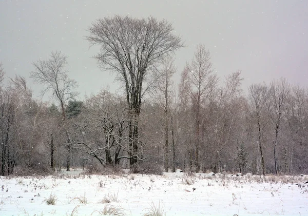 Paisaje Invernal Con Árboles Caminos —  Fotos de Stock