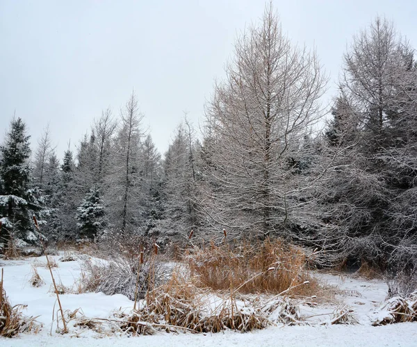 Beautiful Winter Landscape Trees Hoarfrost Winter Day — Stock Photo, Image