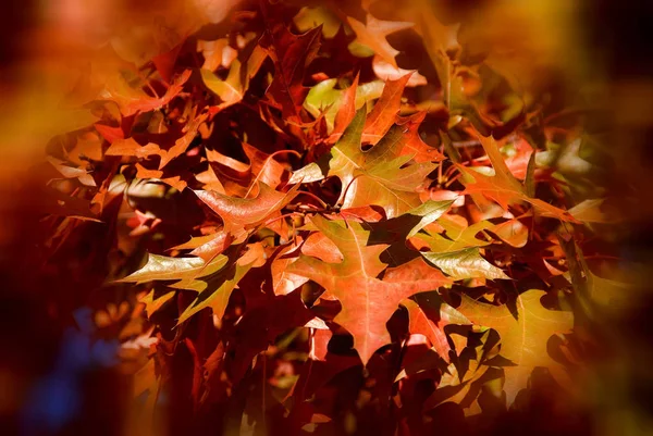 Maple Autumn Leaves Forest — Stock Photo, Image