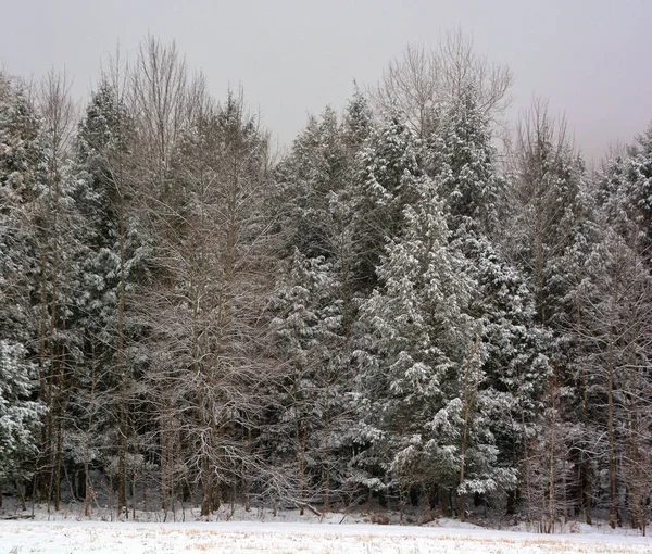 Árvores Cobertas Neve — Fotografia de Stock