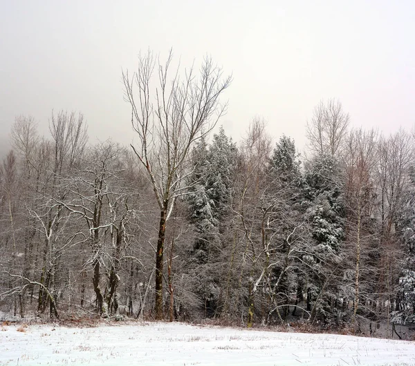 雪に覆われた古いオークの木が一本立っている雪の森の風景 — ストック写真