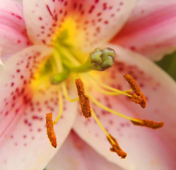 Primo Piano Fiore Rosa — Foto Stock