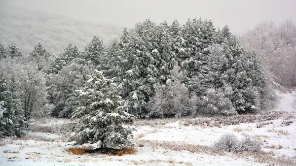 Χειμερινό Τοπίο Χιονισμένα Δέντρα — Φωτογραφία Αρχείου