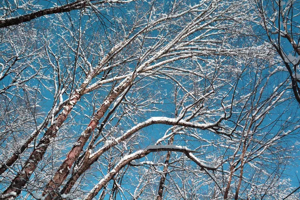 Rami Betulle Sotto Neve Contro Cielo Azzurro Inverno — Foto Stock