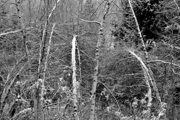 New Year forest in black and white