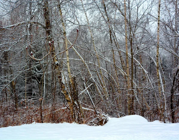 Bosque Nevado Temporada Invierno —  Fotos de Stock