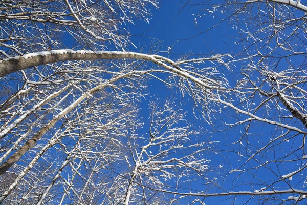 Paesaggio Invernale Con Rami Neve — Foto Stock