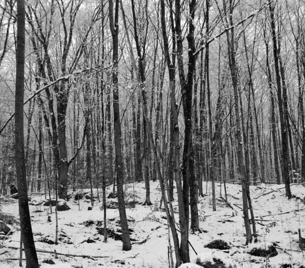 Krajobraz Brzozy Krajobraz Zimowy Czarno Białe Zdjęcia — Zdjęcie stockowe