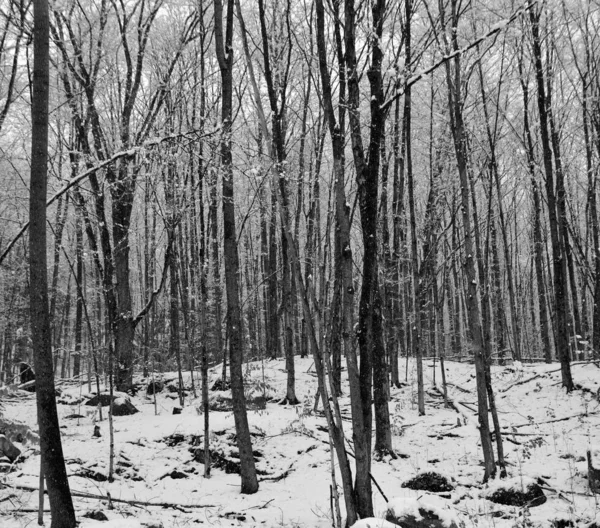 Abedul Paisaje Invernal Fotografía Blanco Negro — Foto de Stock