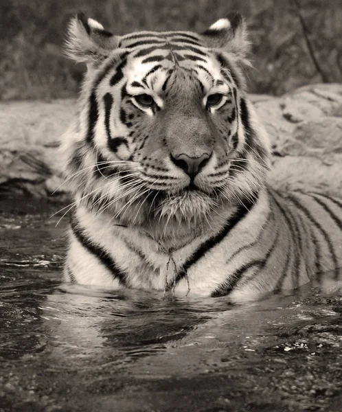 Дикий Бенгальский Тигр Зоопарке — стоковое фото