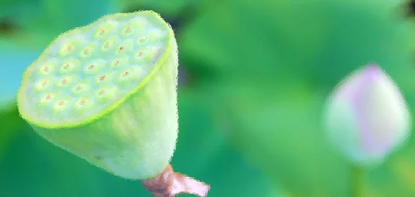 Крупным Планом Зеленого Цветка — стоковое фото