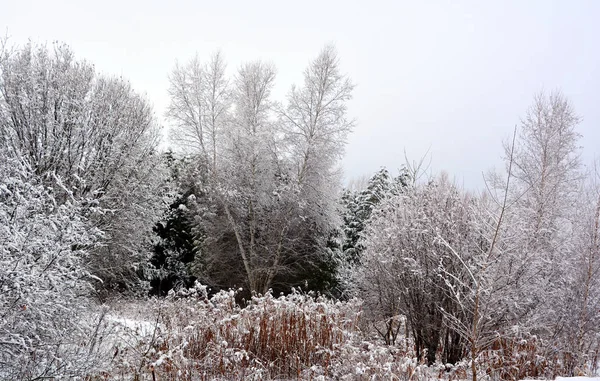 Vinterlandskap Skogen Ljus Solig Dag — Stockfoto